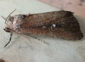 White-dotted Groundling